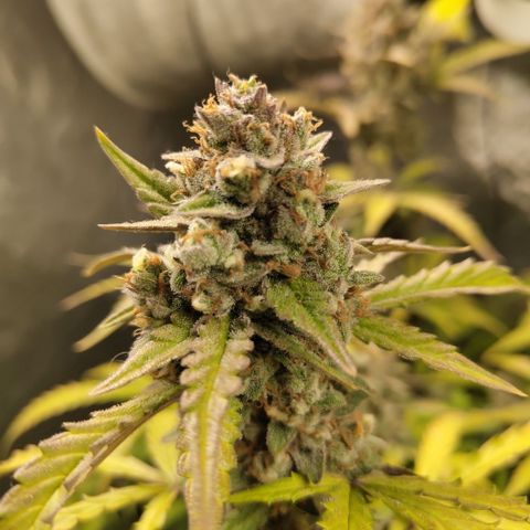 Mysterio #1 [monster] growlog timeline photo