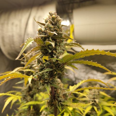 Mysterio #1 [monster] growlog timeline photo