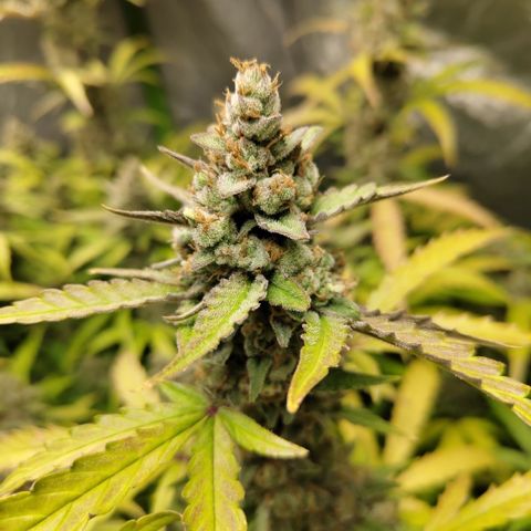 Mysterio #1 [monster] growlog timeline photo