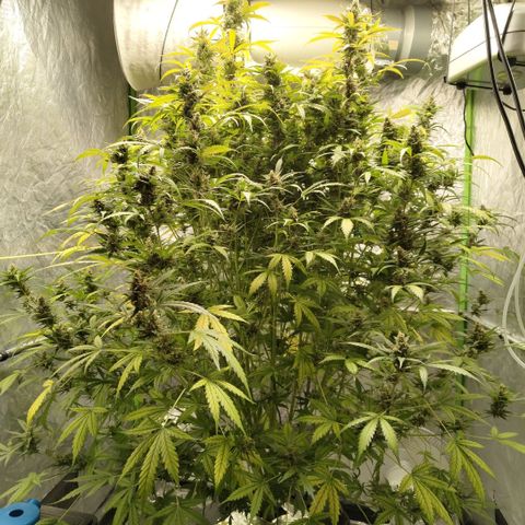 Mysterio #1 [monster] growlog timeline photo