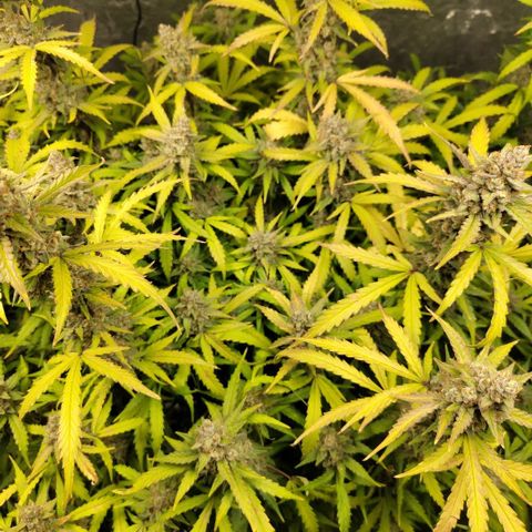 Mysterio #1 [monster] growlog timeline photo