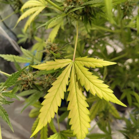 Mysterio #1 [monster] growlog photo: Some purple colour popped + yellowing