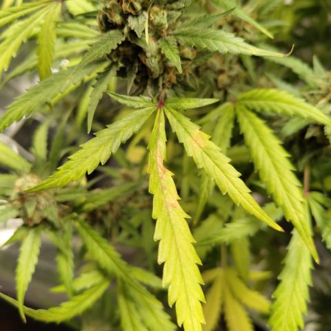 Mysterio #1 [monster] growlog photo: Some purple colour popped + yellowing