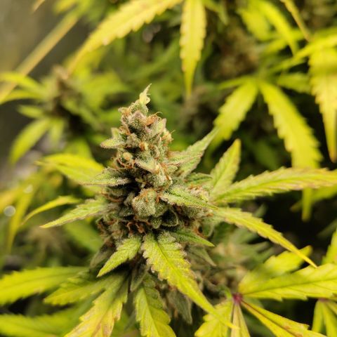 Mysterio #1 [monster] growlog photo: Some purple colour popped + yellowing