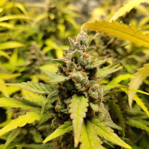Mysterio #1 [monster] growlog timeline photo