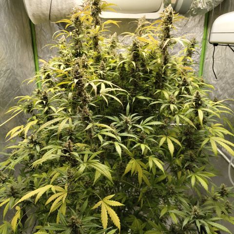 Mysterio #1 [monster] growlog timeline photo