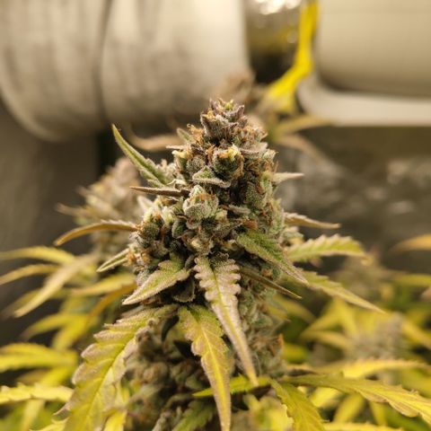 Mysterio #1 [monster] growlog timeline photo