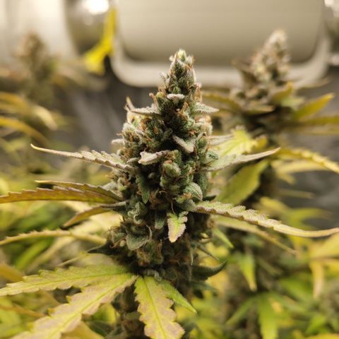 Mysterio #1 [monster] growlog timeline photo