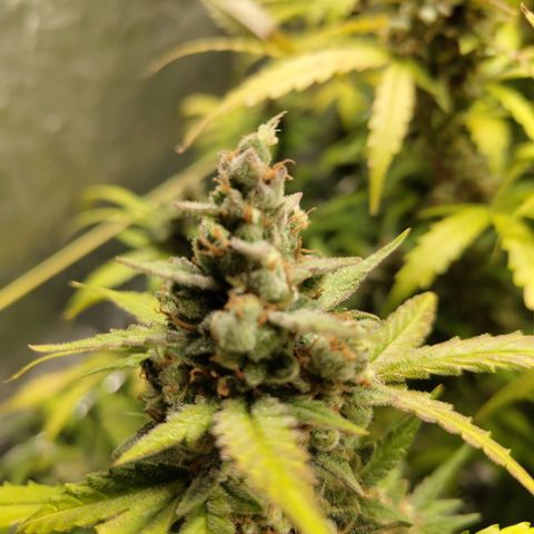 Mysterio #1 [monster] growlog timeline photo