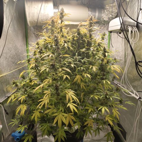 Mysterio #1 [monster] growlog photo: Before first trim