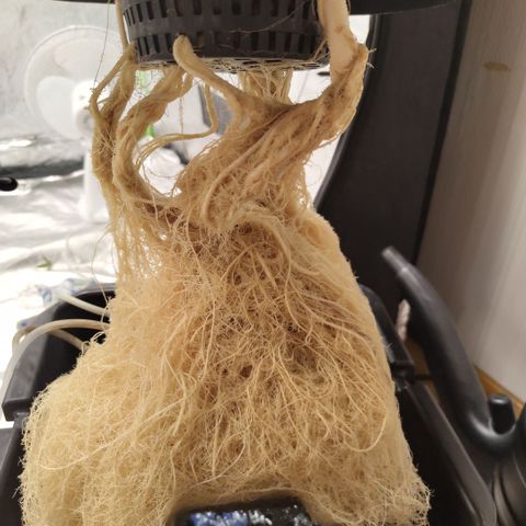 Mysterio #1 [monster] growlog photo: Final roots