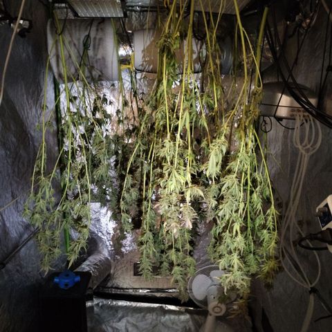 Mysterio #1 [monster] growlog timeline photo
