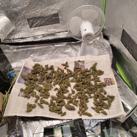 Mysterio #1 [monster] growlog timeline photo