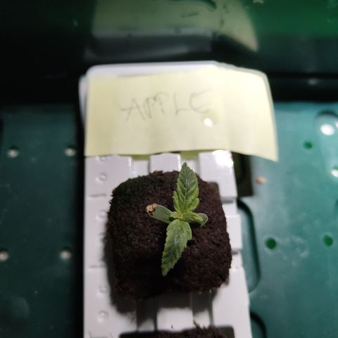 Apple Fritter #1.2 growlog timeline photo