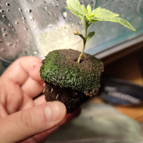 Apple Fritter #1.2 growlog photo: What. The. Fuck