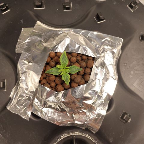 Apple Fritter #1.2 growlog timeline photo