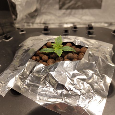 Apple Fritter #1.2 growlog timeline photo