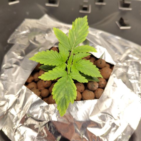 Apple Fritter #1.2 growlog timeline photo