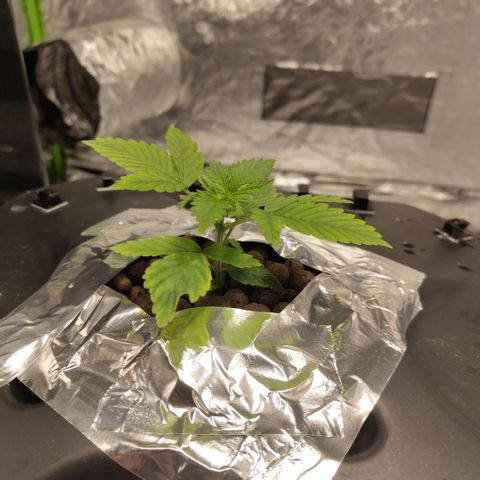 Apple Fritter #1.2 growlog timeline photo