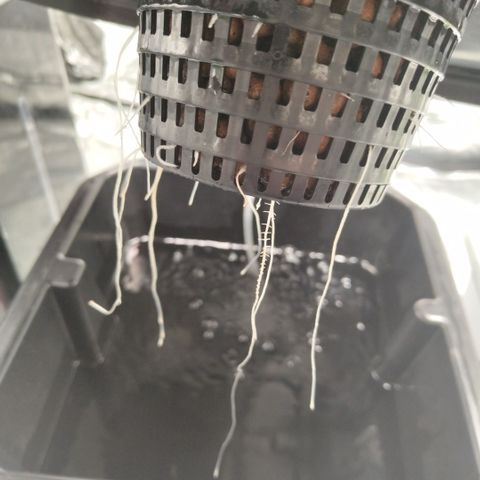 Apple Fritter #1.2 growlog timeline photo