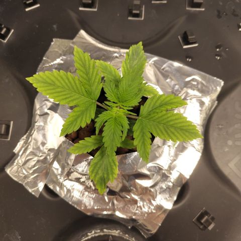 Apple Fritter #1.2 growlog timeline photo