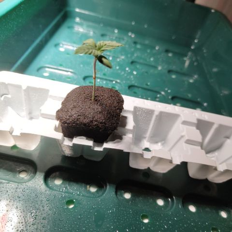 Mysteria growlog timeline photo