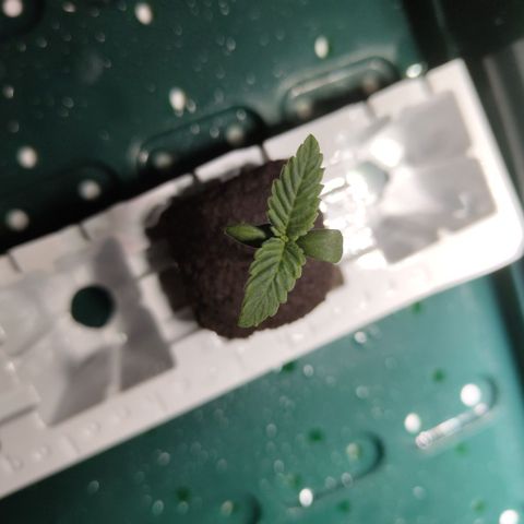 Mysteria growlog timeline photo