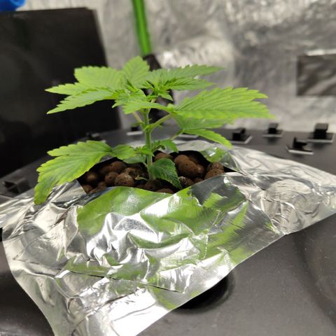 Apple Fritter #1.2 growlog timeline photo
