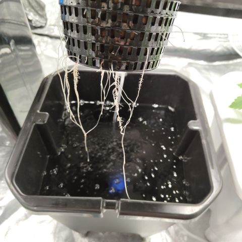 Apple Fritter #1.2 growlog timeline photo