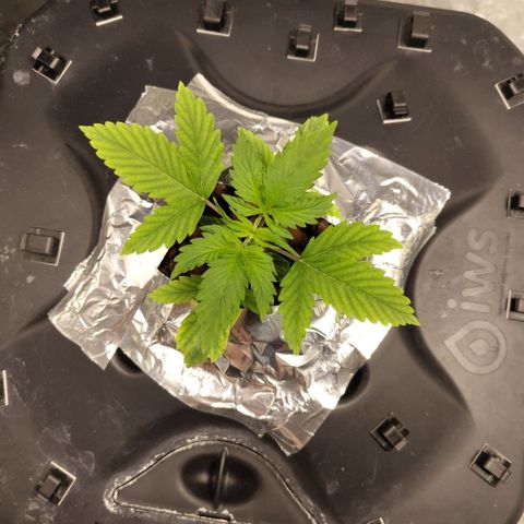 Apple Fritter #1.2 growlog timeline photo