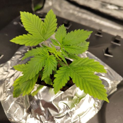 Apple Fritter #1.2 growlog timeline photo