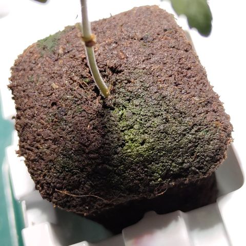Mysteria growlog photo: Algae here too