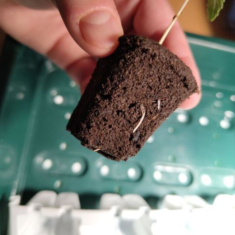 Mysteria growlog timeline photo