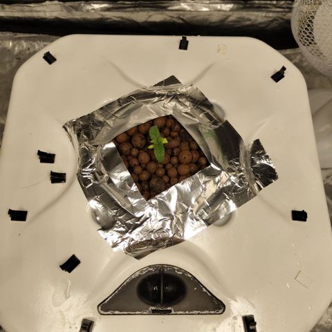 Mysteria growlog timeline photo