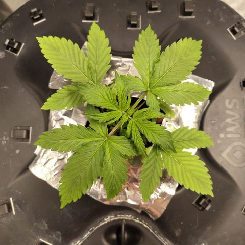 Apple Fritter #1.2 growlog timeline photo