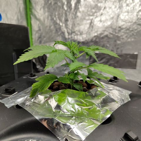 Apple Fritter #1.2 growlog timeline photo
