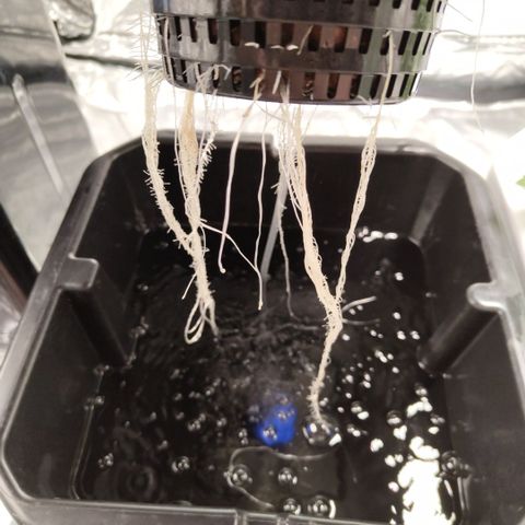 Apple Fritter #1.2 growlog timeline photo