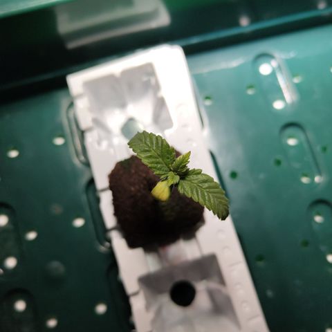 Mysteria growlog timeline photo