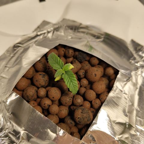 Mysteria growlog timeline photo