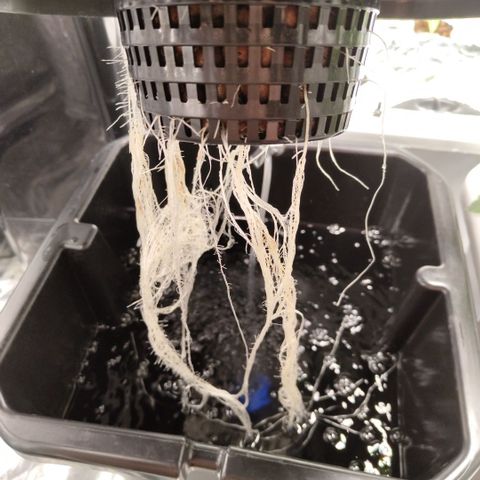 Apple Fritter #1.2 growlog timeline photo