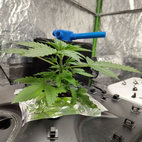 Apple Fritter #1.2 growlog timeline photo