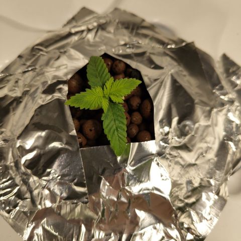 Mysteria growlog timeline photo