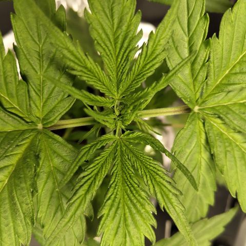 Apple Fritter #1.2 growlog timeline photo