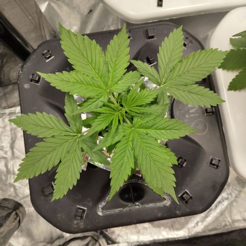 Apple Fritter #1.2 growlog timeline photo
