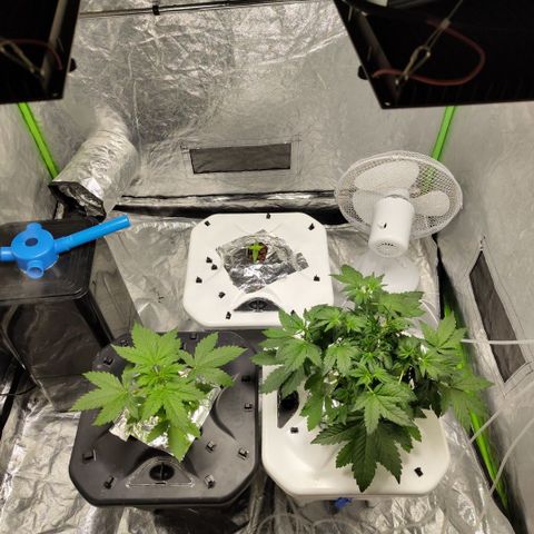 Mysteria growlog timeline photo