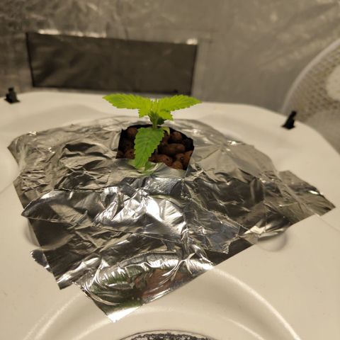 Mysteria growlog timeline photo