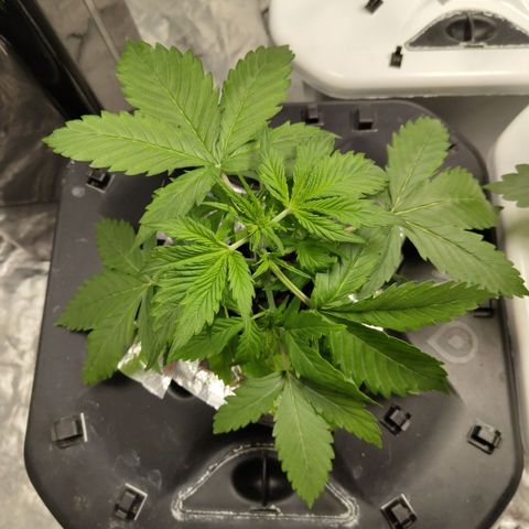Apple Fritter #1.2 growlog timeline photo