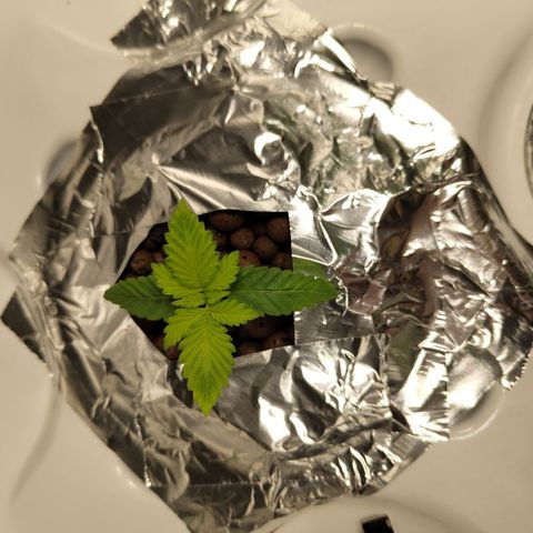 Mysteria growlog timeline photo