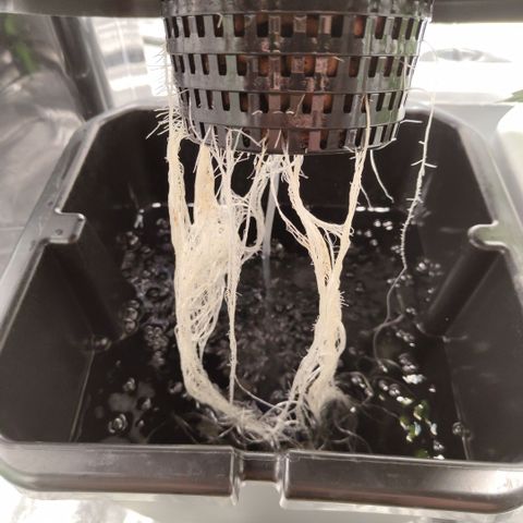 Apple Fritter #1.2 growlog timeline photo