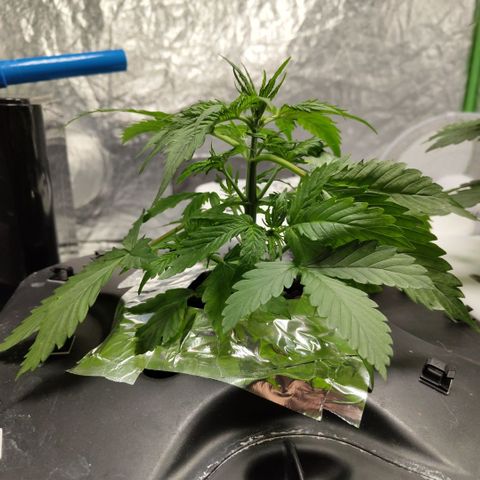 Apple Fritter #1.2 growlog timeline photo
